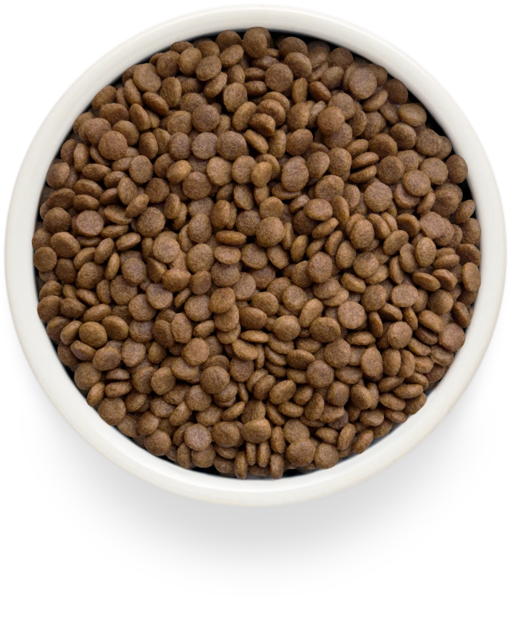 GRANDORF FRESH Свежее мясо индейки с бататом для взрослых кошек