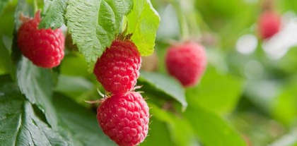 Малина ремонтантная сорт Маравилла