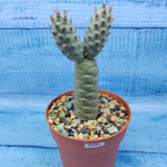 Tephrocactus Articulatus Diadematus (Тефрокактус)