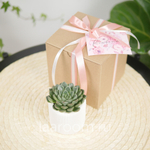 Суккулент в кашпо №2