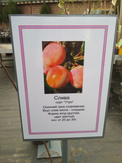 Слива Утро крупномер