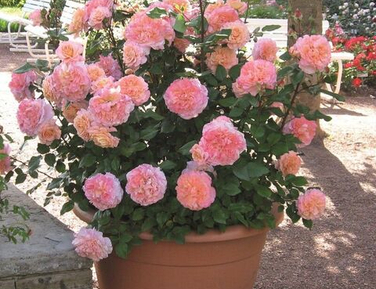 Розы оригиналы июнь 2026