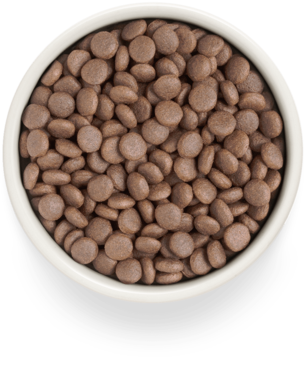 Grandorf Fresh Dog Potato корм сухой беззерновой для собак средних и крупных пород индейка,батат