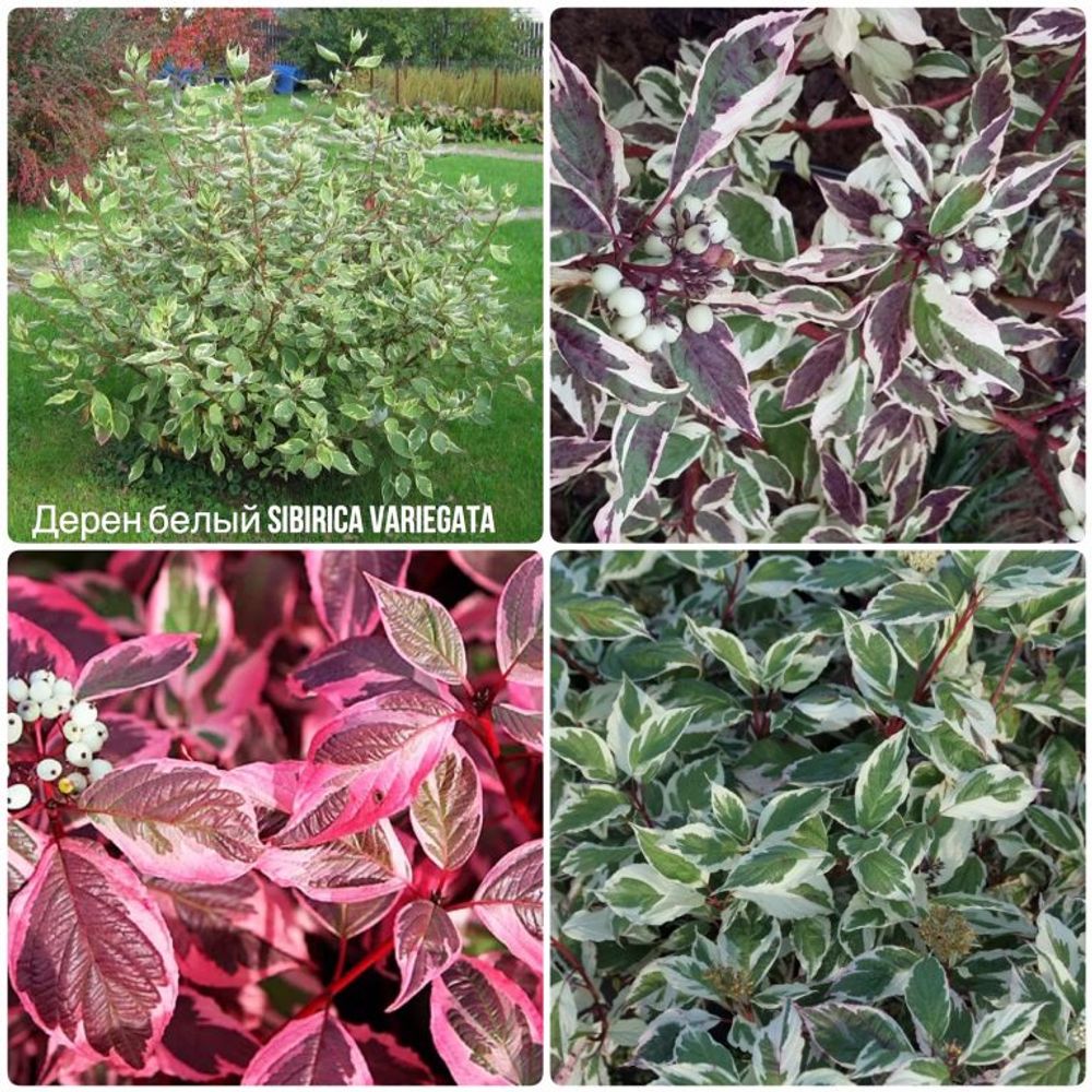 Дерен белый Сибирика Вариегата С3 Закупка М60 июнь 2026