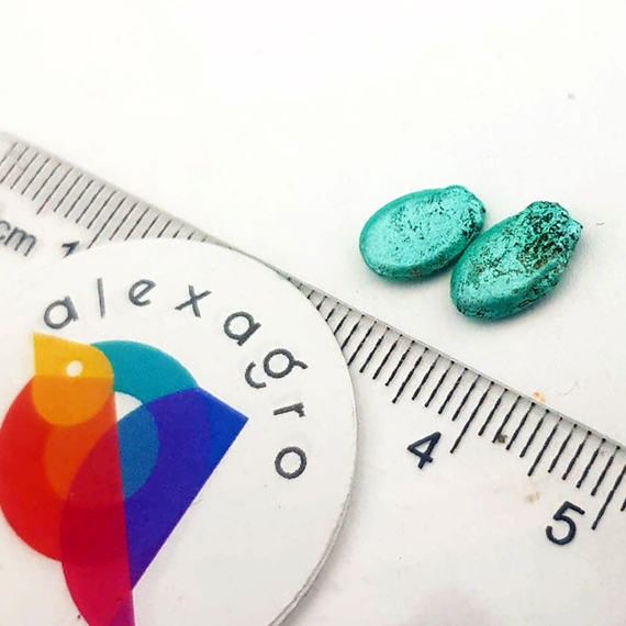 Кидман F1 семена арбуза (Rijk Zwaan / ALEXAGRO) семена – фото 8