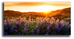 Постер "Начало солнечного дня"