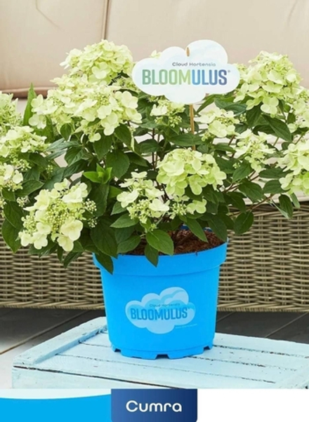 «Кумра» (Bloomulus Cumra)  гортензия метельчатая Р9