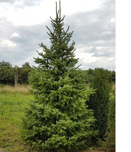 Ель сербская (ком) 350-400