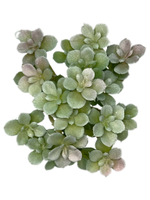 Суккулент 106 сизо-розовый