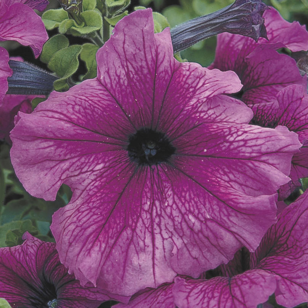 Петуния грандифлора Тритуния Плам (1000др) Витагрин Профи