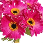 Цветы искусственные «Natur» 33см Герберы 7шт розовые