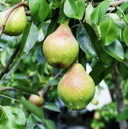 Груша Гвидон осень