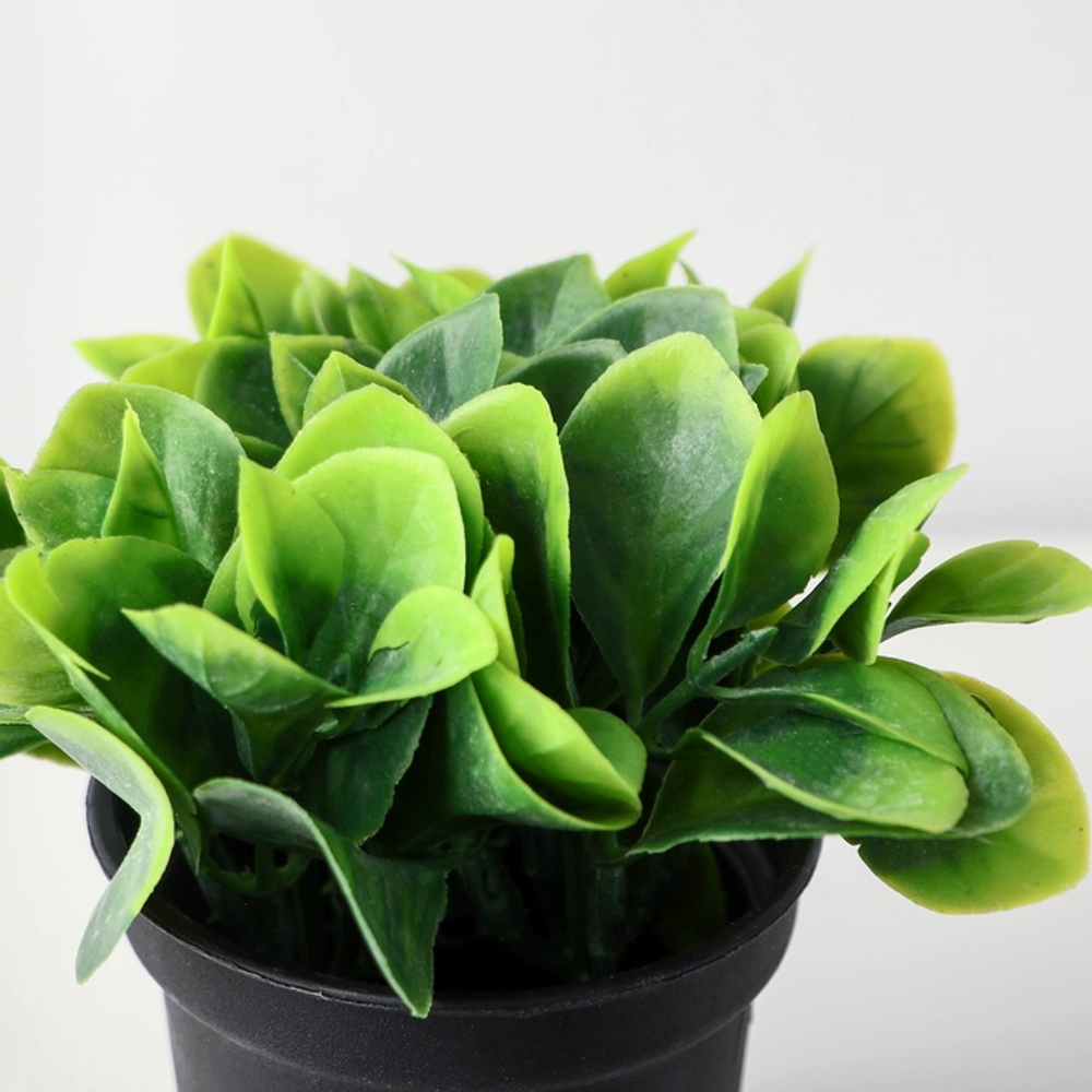 Искусственный цветок в горшке «Хавортия ладьевидная», 7×10 см