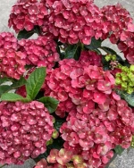 Rebelion Pistachio Love ( Ребелион "Пистачио Лов)Р12 Европа 2026