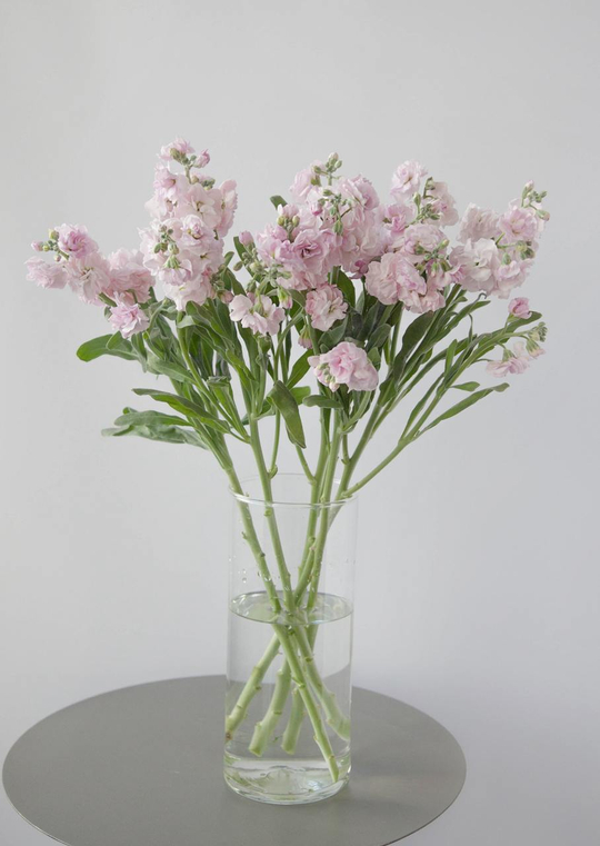 Монобукет Маттиола кустовая