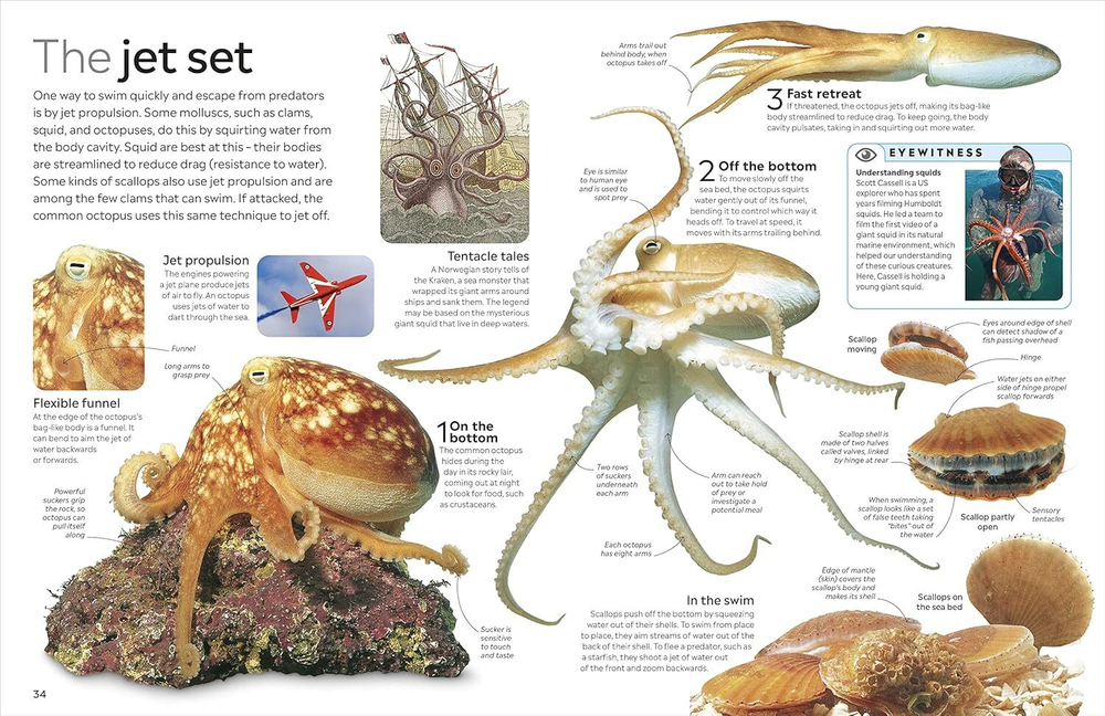 Ocean (DK Eyewitness) Hardcover