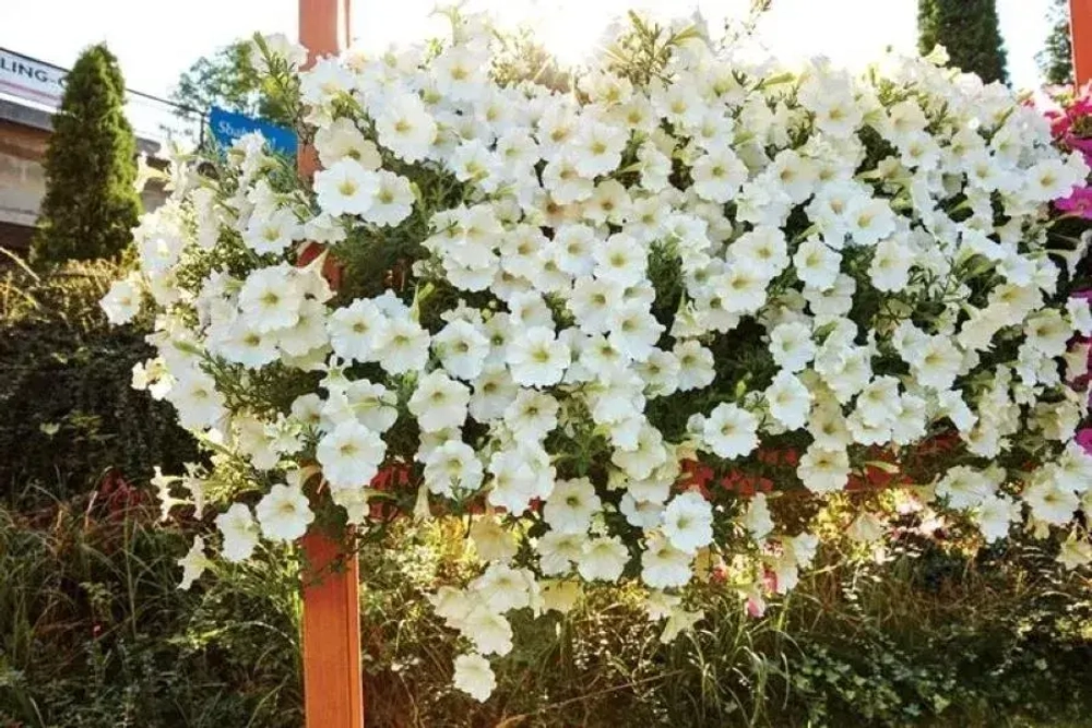 Семена Петуния Вельвет Уайт белая ампельная F1 5шт