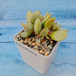 Adromischus Pink Blush (Адромискус)