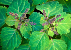 Набор эфирных масел. Иланг-Иланг, Герань, Лаванда, Пачули. 4 шт. по 10 мл.