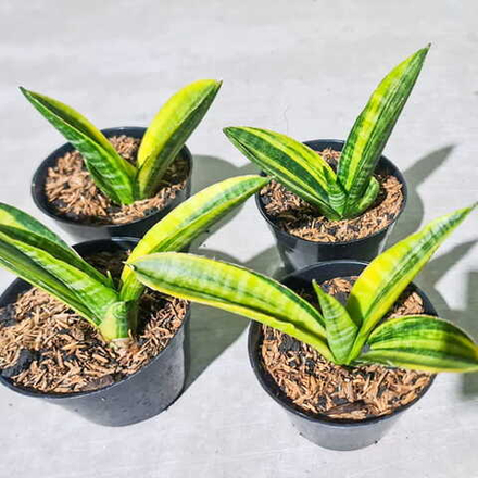 Сансевиерия MARCO POLO