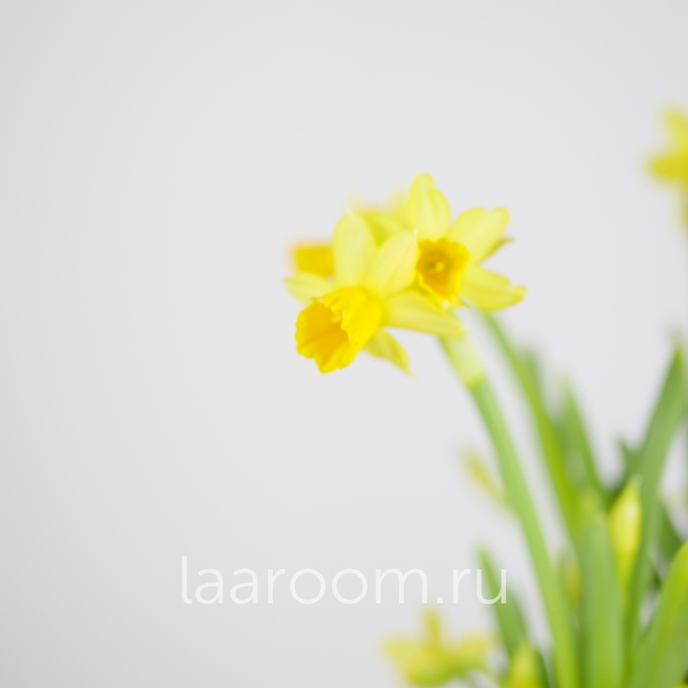 Флорариум весенний с нарциссами