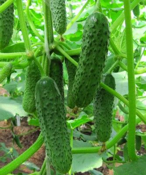 4097 F1 семена огурца партенокарпического (Seminis / Семинис) культура – фото 7