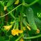 Герман F1 семена огурца (Seminis / ALEXAGRO) культура