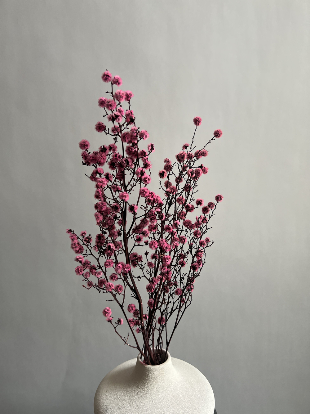 Стилингия розовая