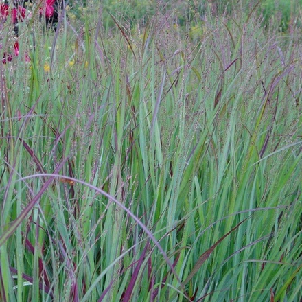 Просо прутьевидное "Shenandoah". Panicum virgatum "Shenandoah".