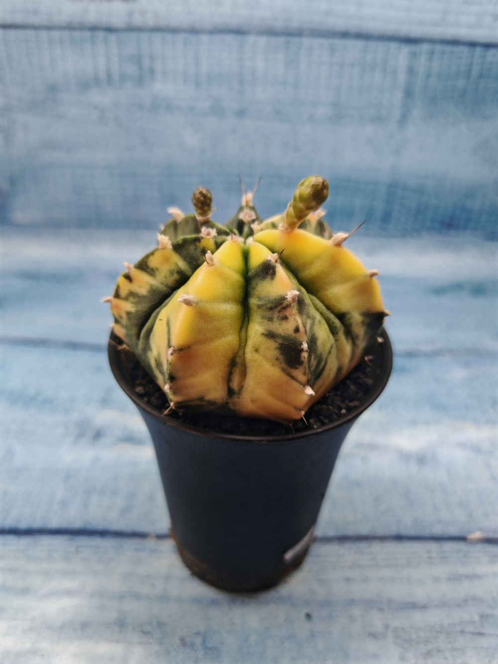 Gymnocalycium Variegata (Гимнокалициум Вариегатный)