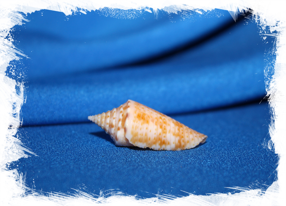 Конус диктатор (Conus dictator)