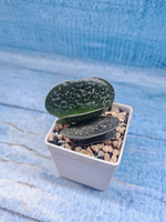 Adromischus Maculatus (Адромискус)