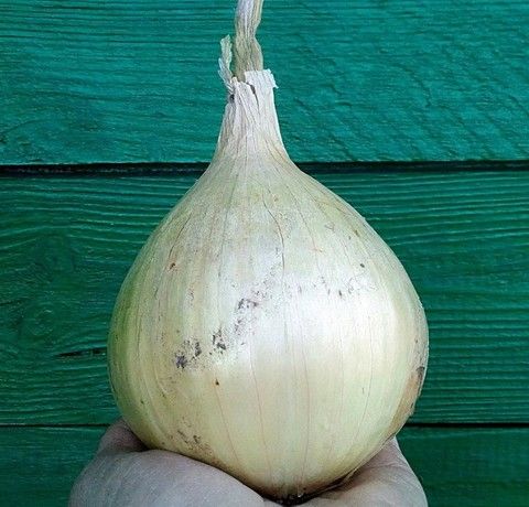 Лук Эксибишн сладкий салатный