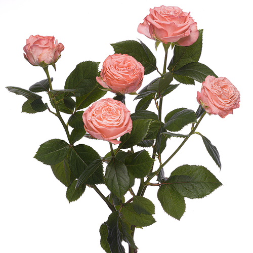 Кустовая роза пионовидная "ФЁСТ ДЕЙТ"