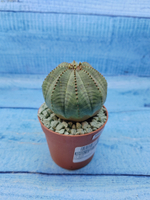 Euphorbia Obesa (Эуфорбия)