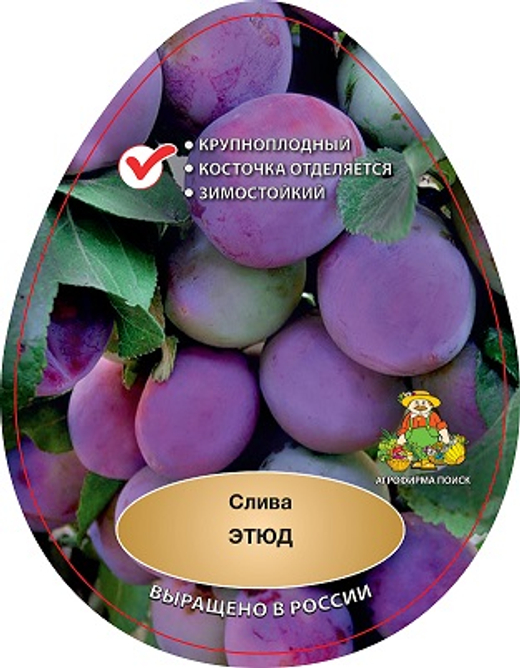 Слива Этюд С5 Закупка М69 июнь 2026