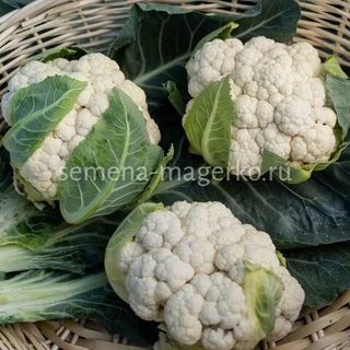 Капуста цветная Гайдлайн F1 2500 (семян)