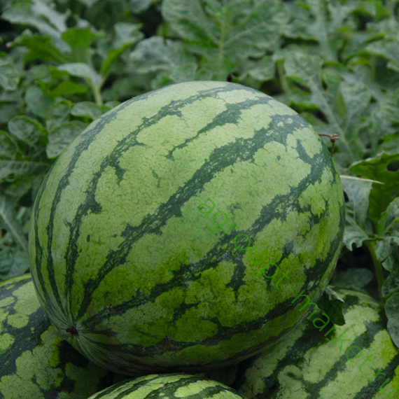 Бедуин F1 семена арбуза (Bejo / Бейо) продукт – фото 4