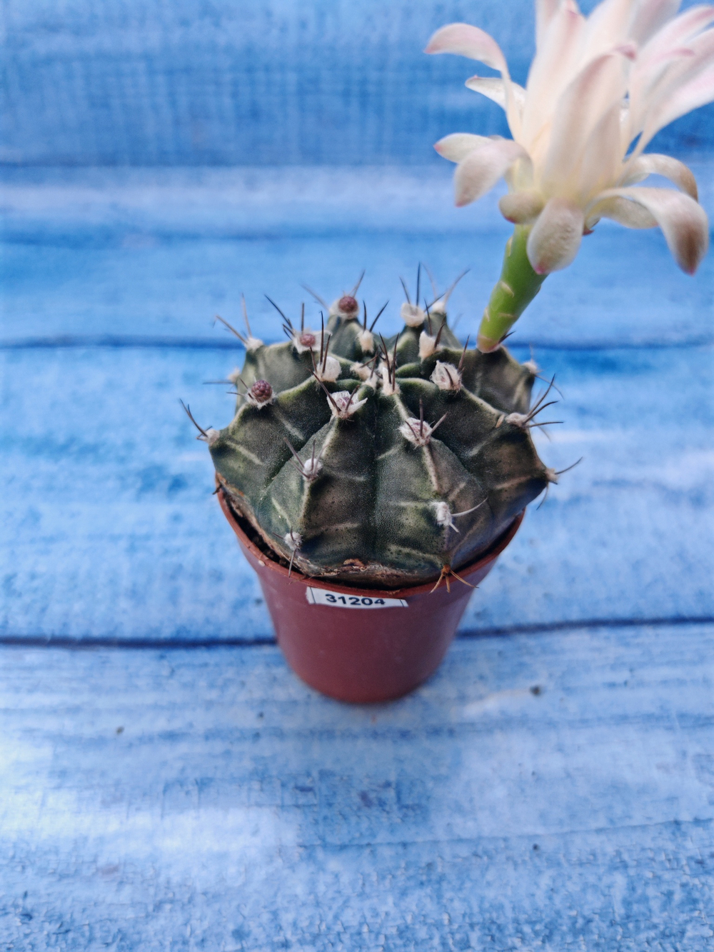 Gymnocalycium Friedrichii (Гимнокалициум)