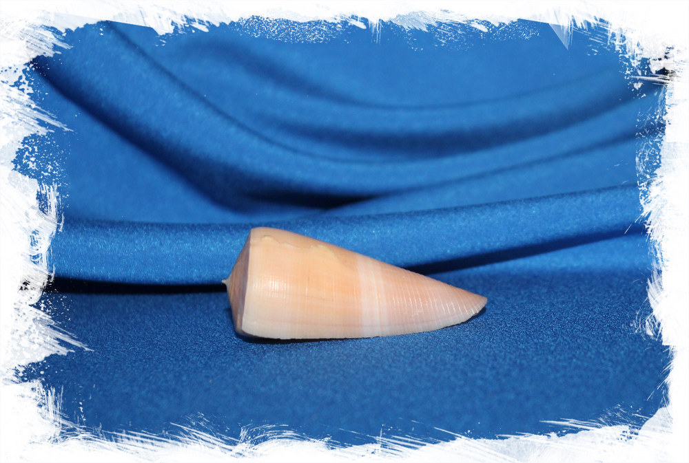 Коллекционная морская ракушка Конус кинтоки, Conus kintoki