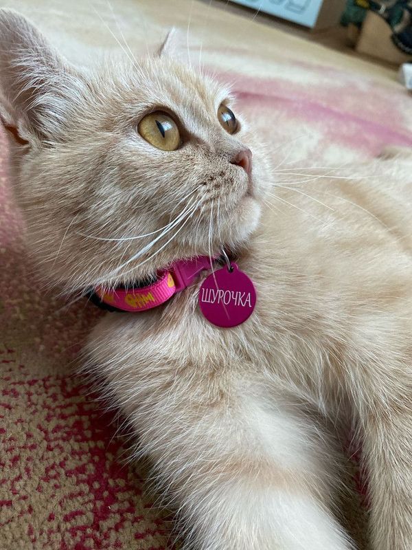 Адресник с гравировкой, для собак и кошек, большая черная косточка 38*25мм (металл)