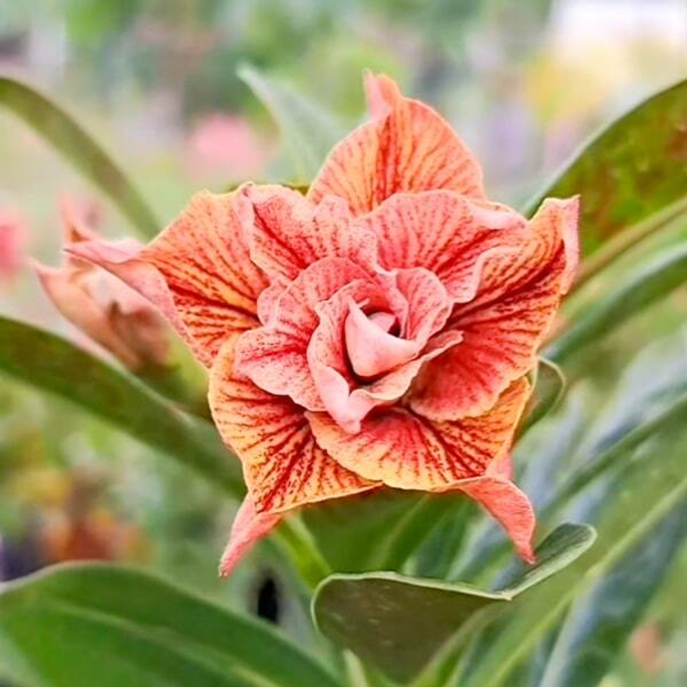 Адениум GOLDEN TIGER