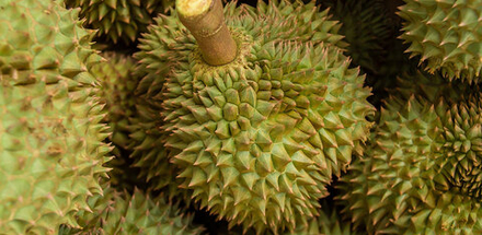 Дуриан (Durian)