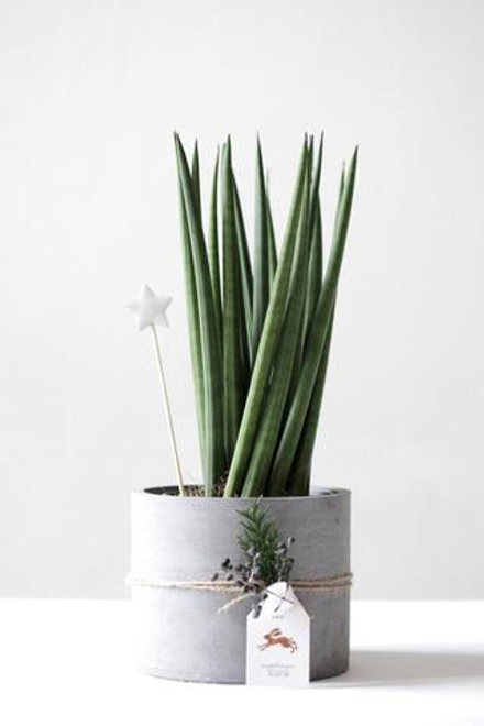 Новогодний набор с Сансевиерией № 8