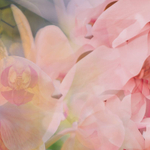 Dr. Vranjes Magnolia Orchidea спрей-ароматизатор воздуха (аромат магнолия и орхидея)