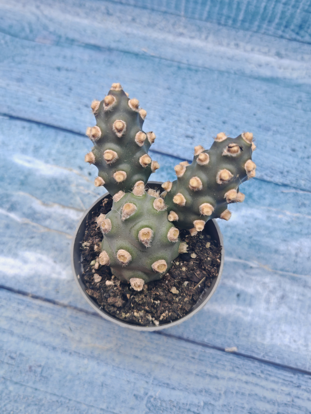 Tephrocactus Molinensis (Тефрокактус)