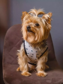 Майка для собак и кошек