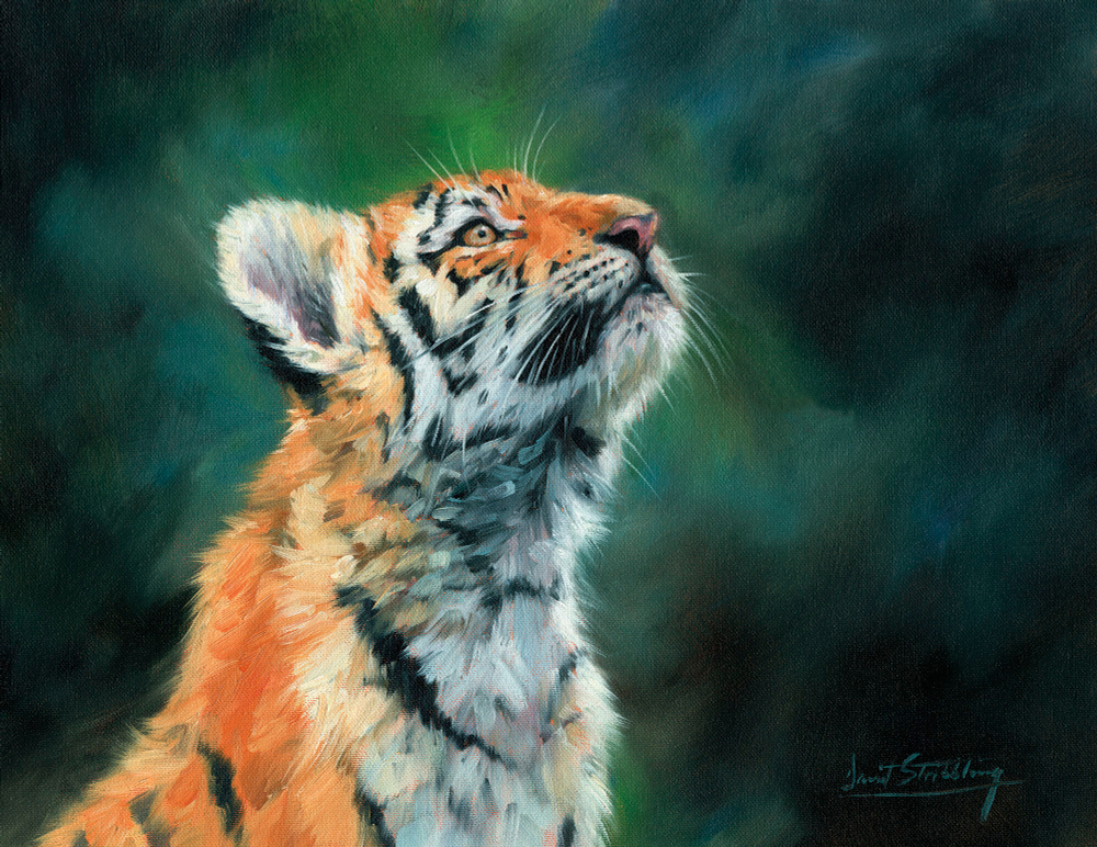 Коллекция Животные