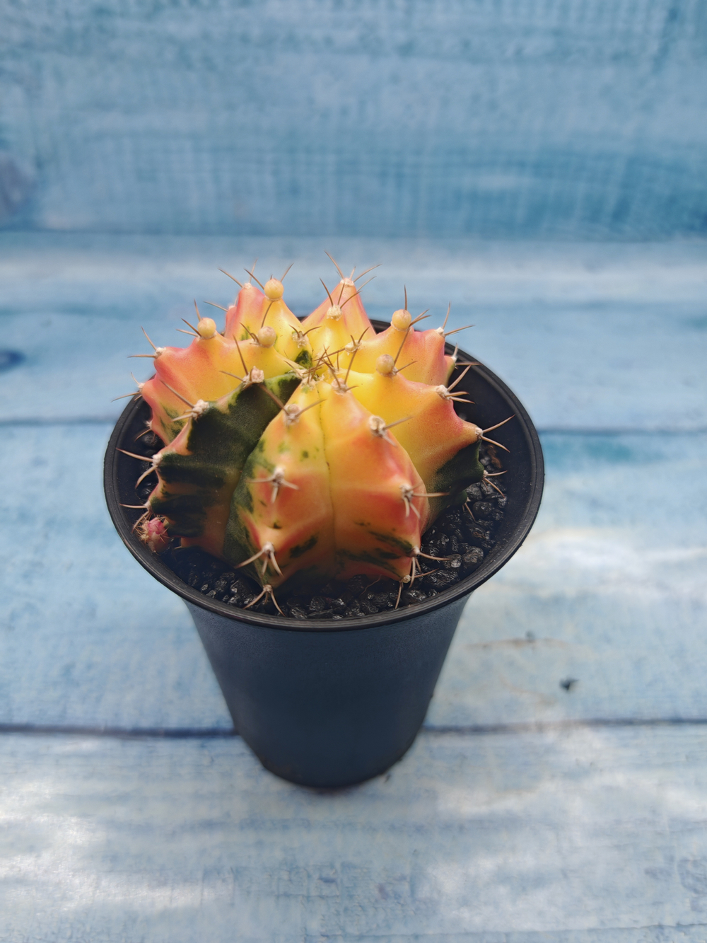 Gymnocalycium Variegata (Гимнокалициум Вариегатный)