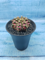 Gymnocalycium T-Rex Pink hybride (Гимнокалициум T-rex)